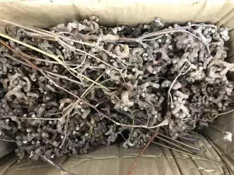 解酒小妙招过年了千万别用上,酒局应酬解酒药