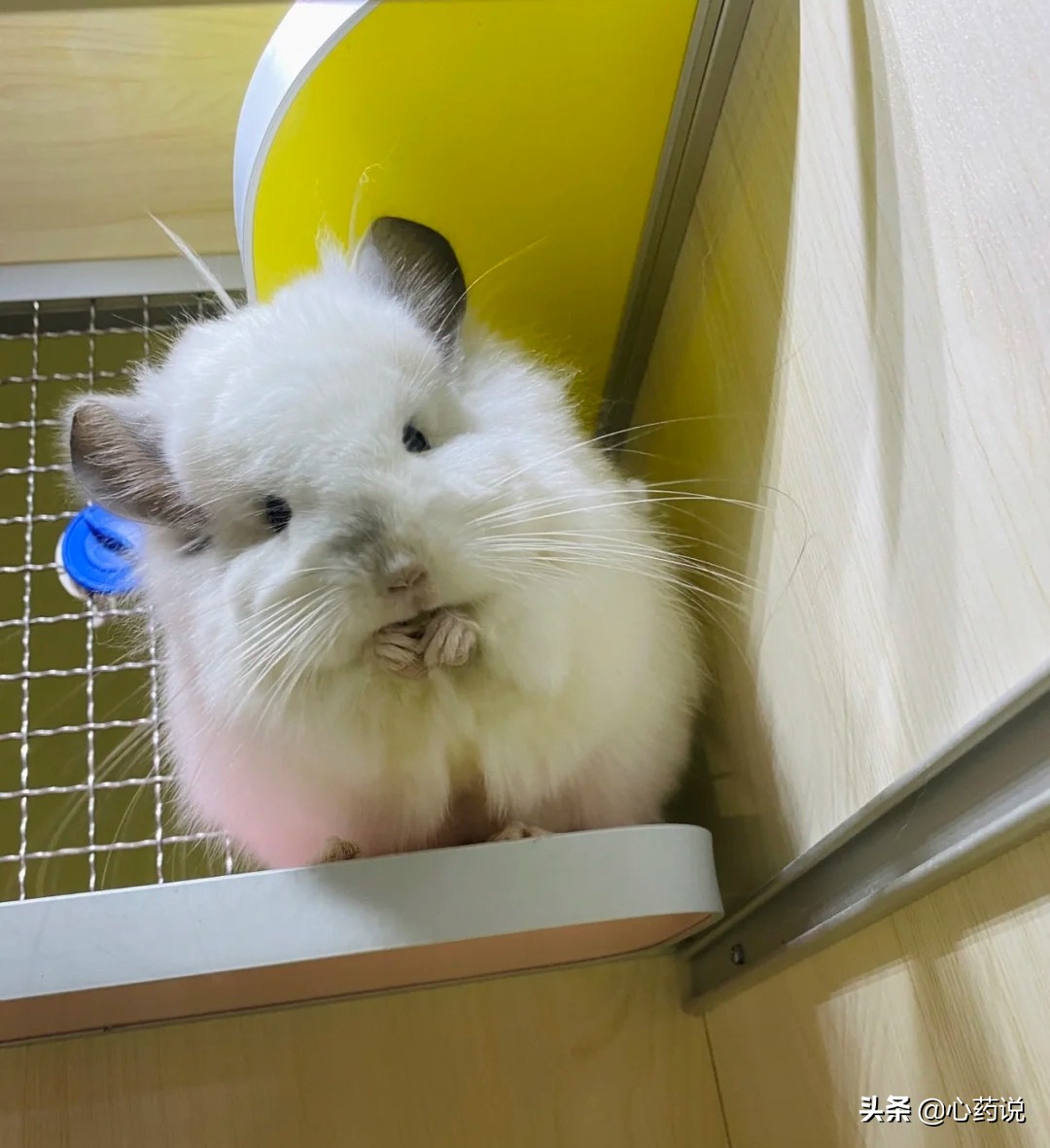 龙猫一对品种怎么选,龙猫入手前需要准备什么