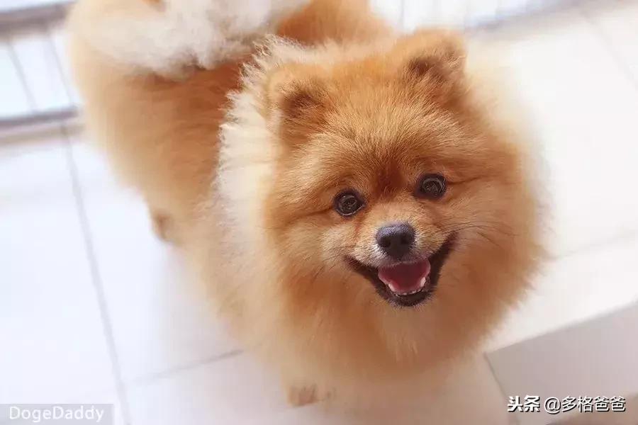 带狗狗长途旅行狗狗晕车怎么办,你家的狗狗会晕车么