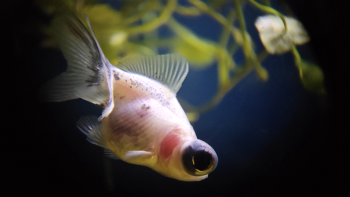 星特朗观鸟镜观测效果,反射式星特朗望远镜测评