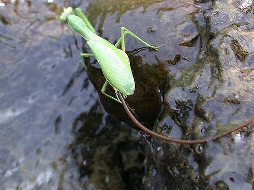 现实中的铁线虫寄生螳螂,可怕的铁丝寄生虫