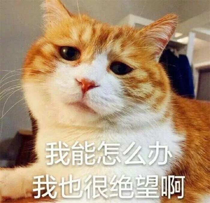 用舌头舔猫会怎样,舔猫头一口会有什么反应