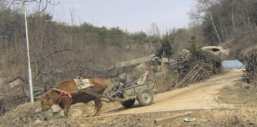 40岁老黄牛流泪帮主人养大9个子女,老牛替老头养育九个儿女