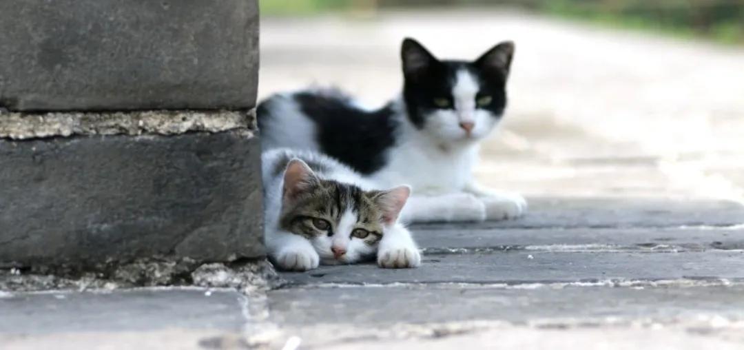 发现一只流浪猫有猫癣怎么帮助它,遇到流浪猫怎么配合