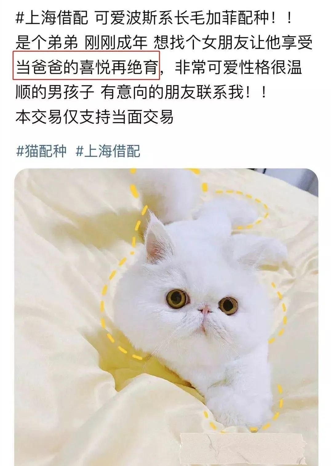 宠物相亲系“非法同居”，离“红火兴旺”还要多久？