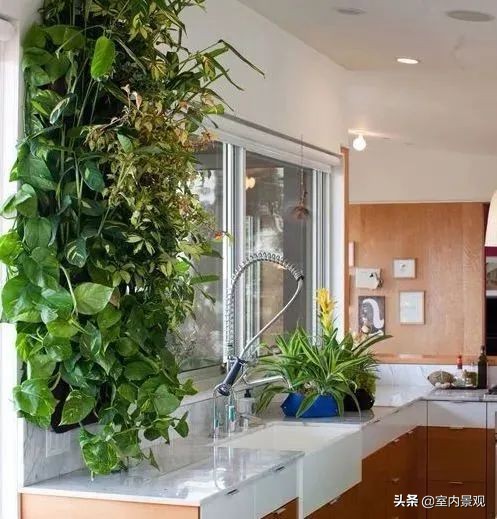 植物花园墙,植物墙与永生植物墙不同