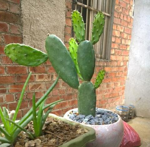 室内盆栽植物怎么杀菌,家里绿植叶子怎么清洁更亮