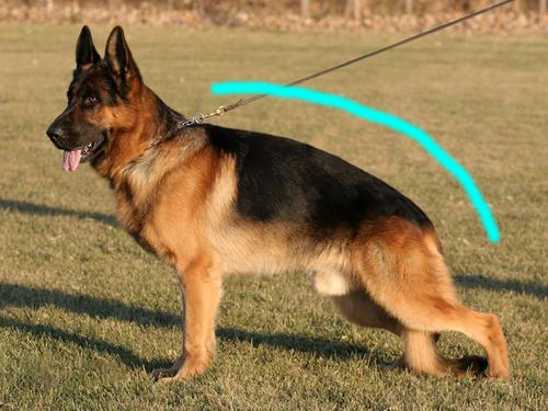 如何看出罗威纳犬是不是纯种 (罗威纳长嘴立耳是纯种的犬吗)