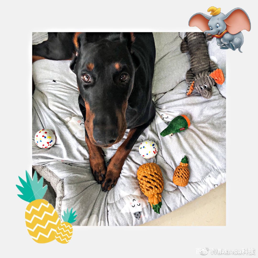 梅雨天气养狗怎样预防,梅雨季节养狗应该注意什么