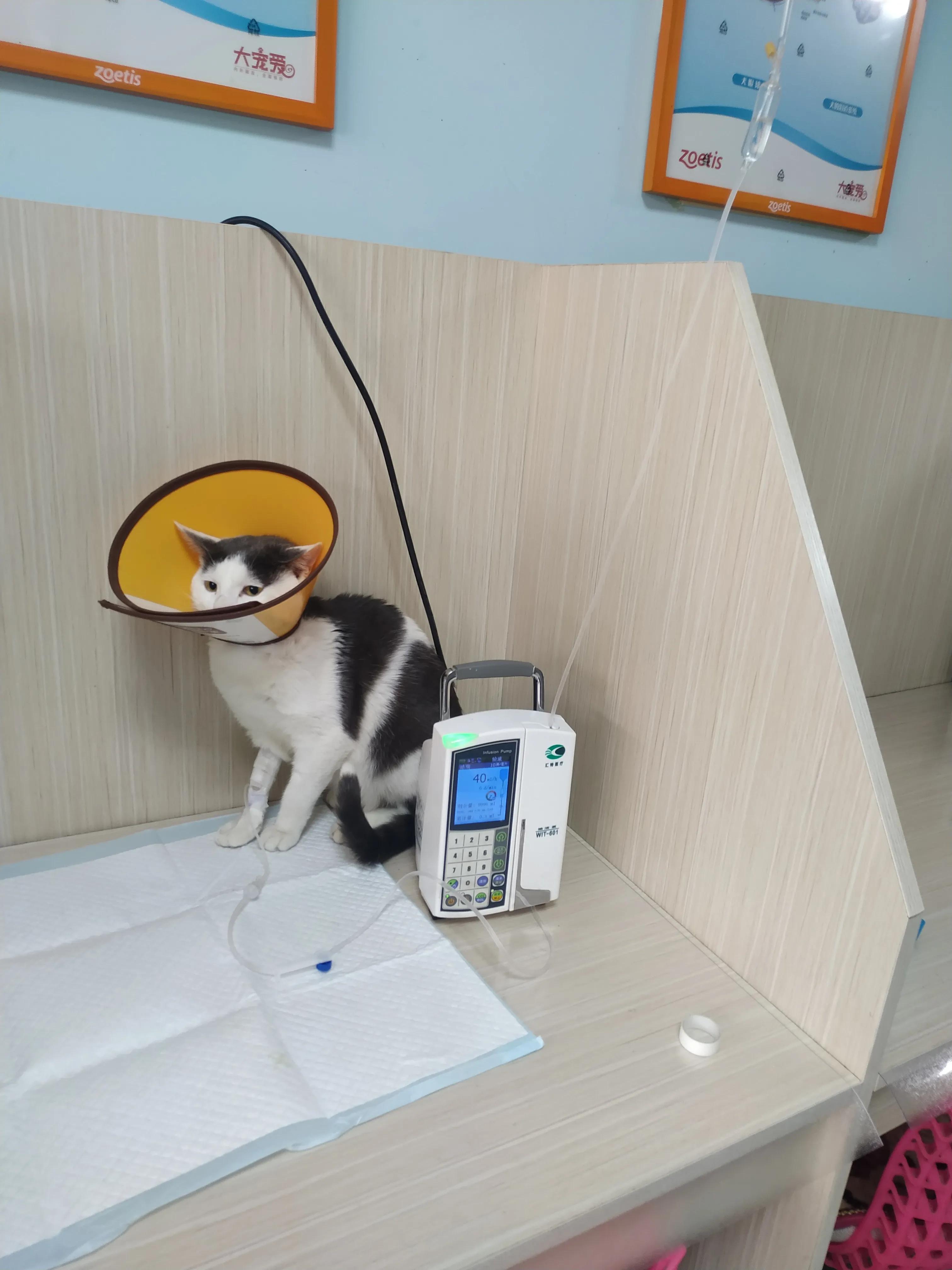 与猫瘟抗争,与它