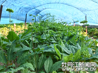 小镇产业集聚,小镇产业特点