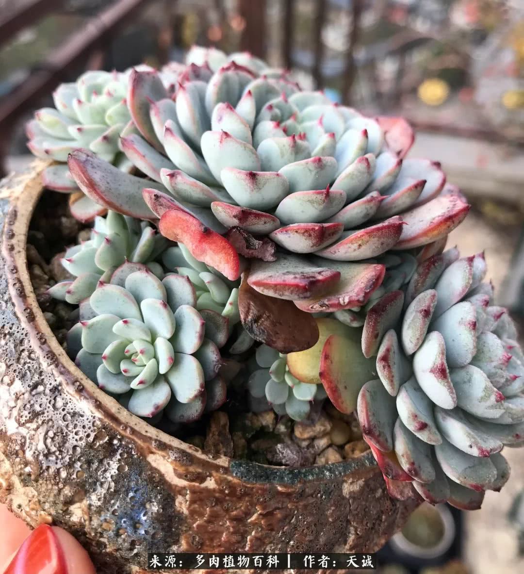 多肉从小养到大的过程,真爱的力量教程