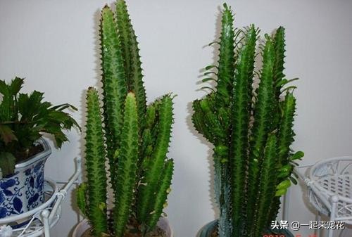 不能在家养的三种有毒的花,不能在家养的十大花