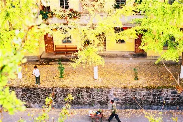 南雄最美银杏,广东美丽的银杏图片