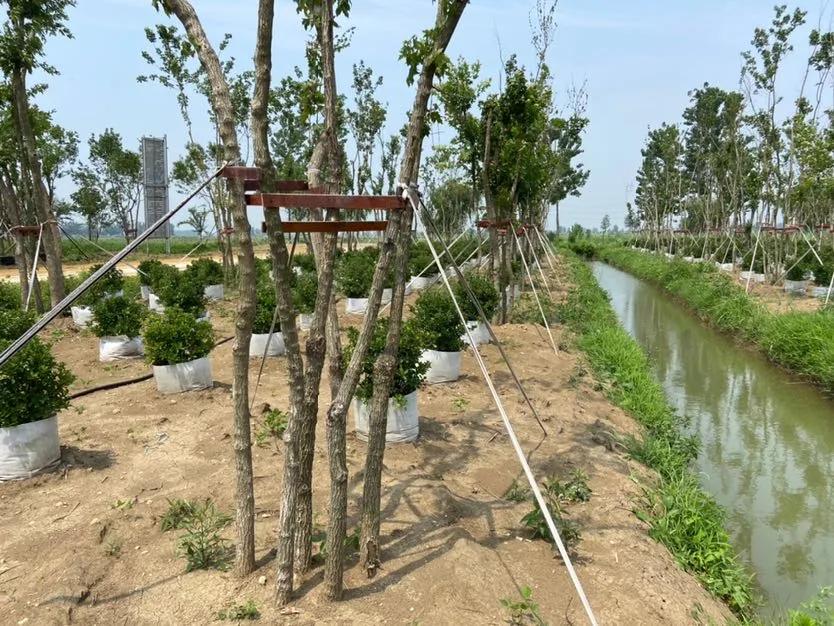 一位苗木种植者的自述：下辈子不再做苗木了