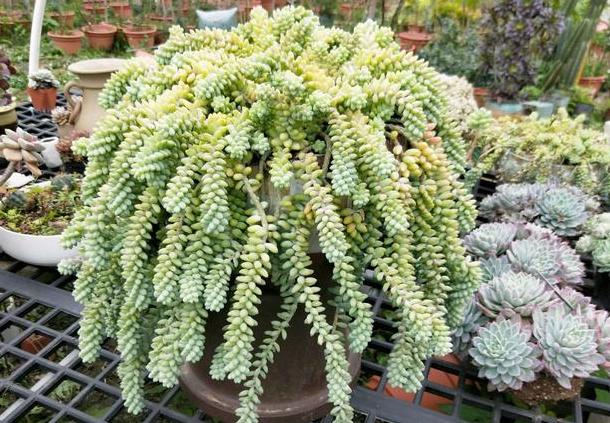 多肉玉缀锦图片,新玉缀多肉植物怎么养护