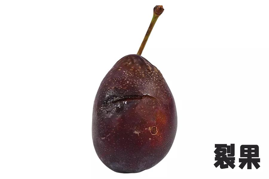 *疆新**西梅怎么选!分选标准在这里了