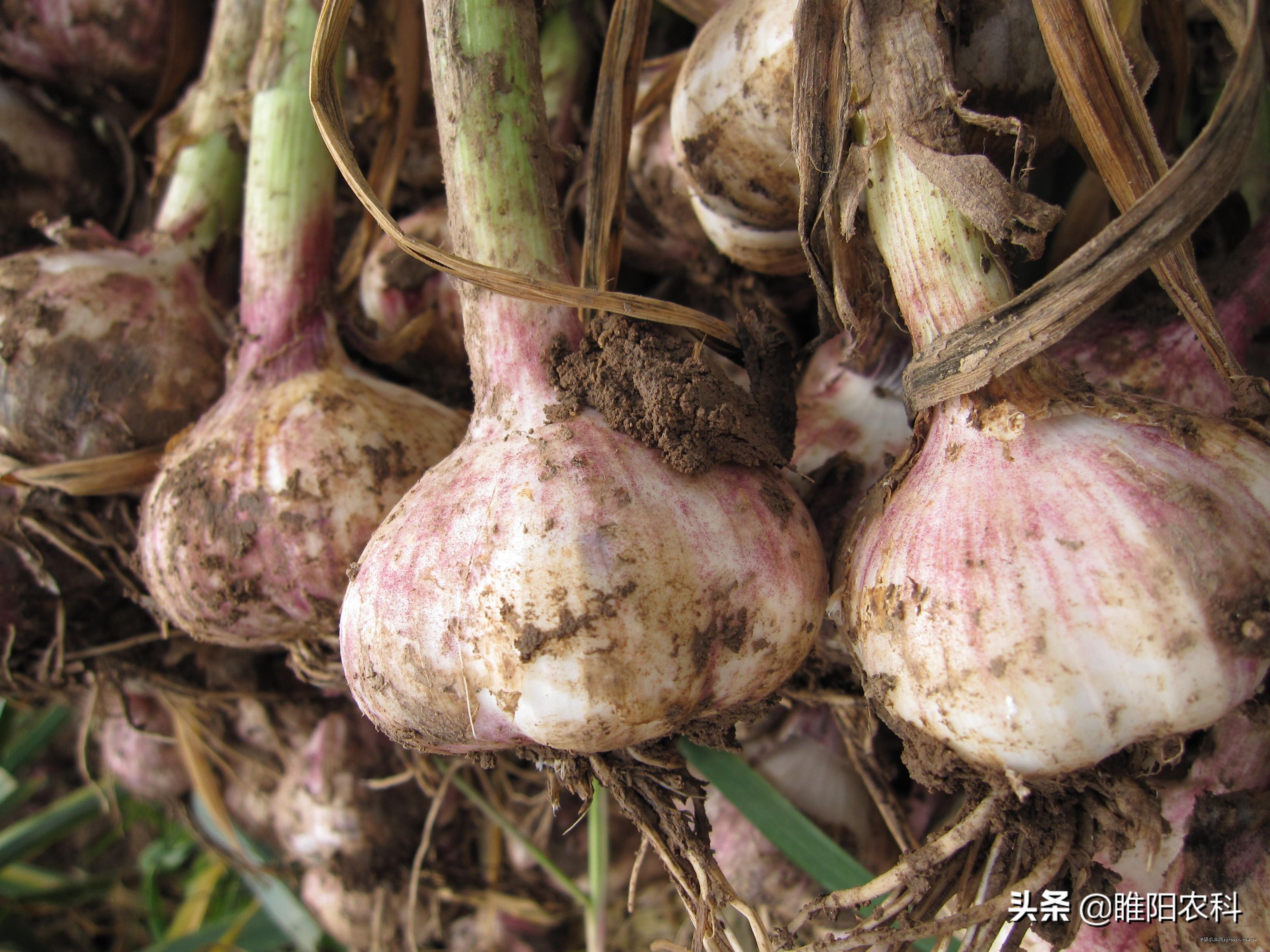 大蒜膨大增产的最佳方法,大蒜鳞茎膨大期是什么时间