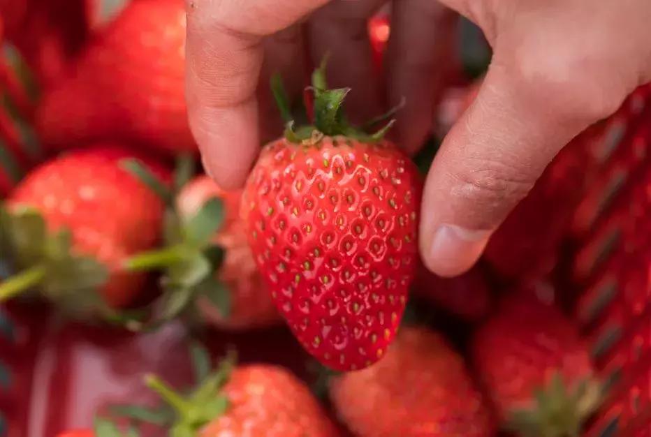 石家庄草莓采摘基地推荐,石家庄周边采摘园摘草莓