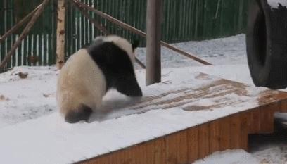 外国为什么喜欢熊猫,你不知道外国人有多喜欢中国美食