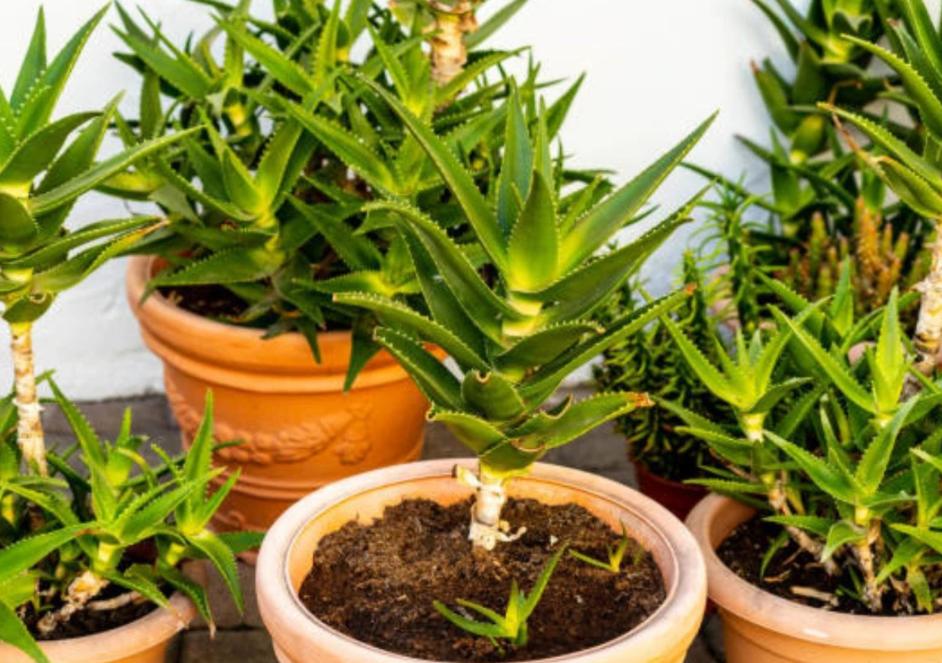 芦荟黄叶烂根,芦荟烂根黄叶