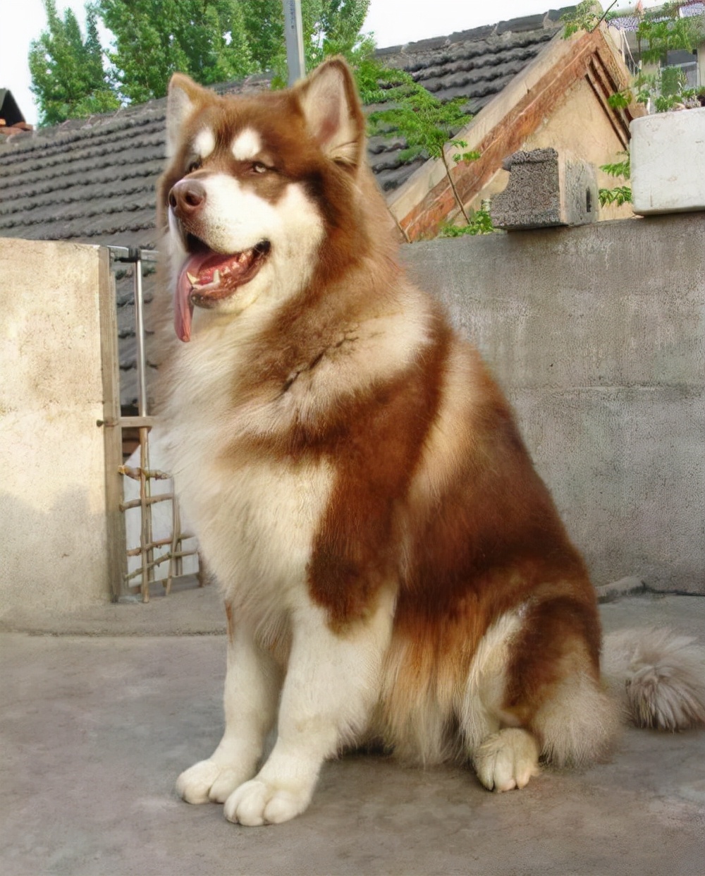 阿拉斯加雪橇犬饲养方法图解大全,阿拉斯加犬饲养注意事项和禁忌