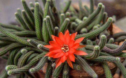 10种易养活的室内植物花,100种家庭花卉种植盆栽大全