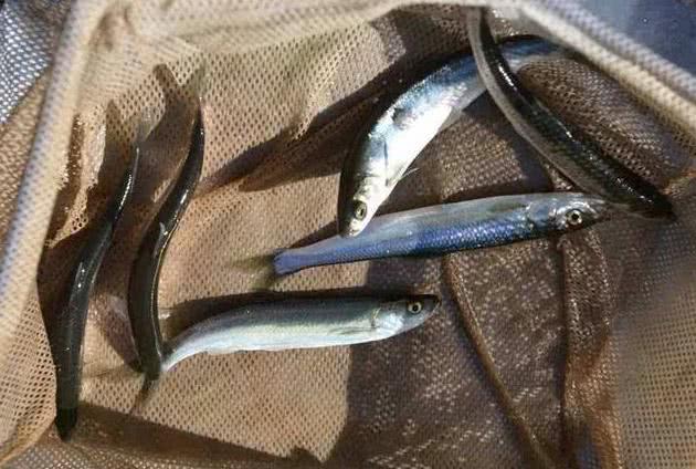 淡水鱼什么鱼吃起来口感最好,公认最好吃的7种淡水鱼