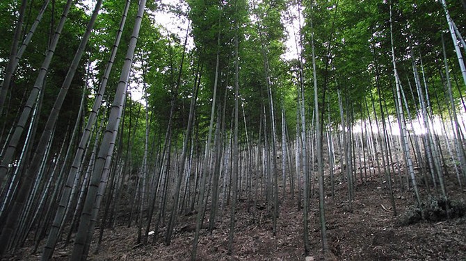 宜兴竹海山顶华南第一峰,宜兴华东第一竹海