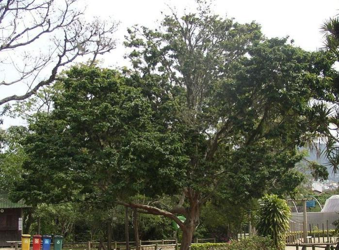 巴西里约热内卢的优势劣势,巴西为什么是里约热内卢