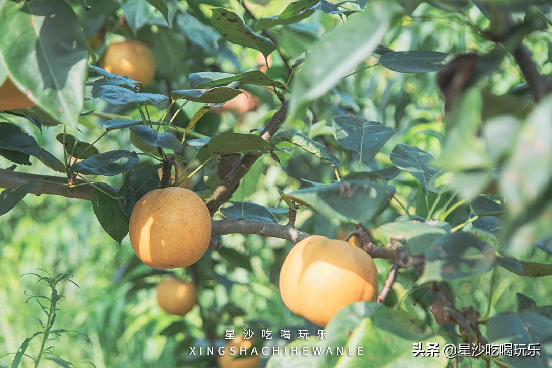 长沙小水果之乡,湖南长沙宝藏打卡地
