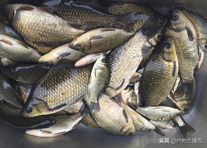 北方春季野钓鲫鱼饵料配方,钓鲫鱼绝佳饵料配方野钓