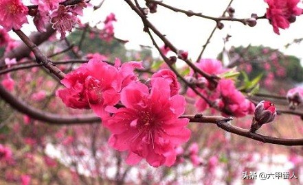 这才是猪年的最佳春联,猪年春联四字大全集