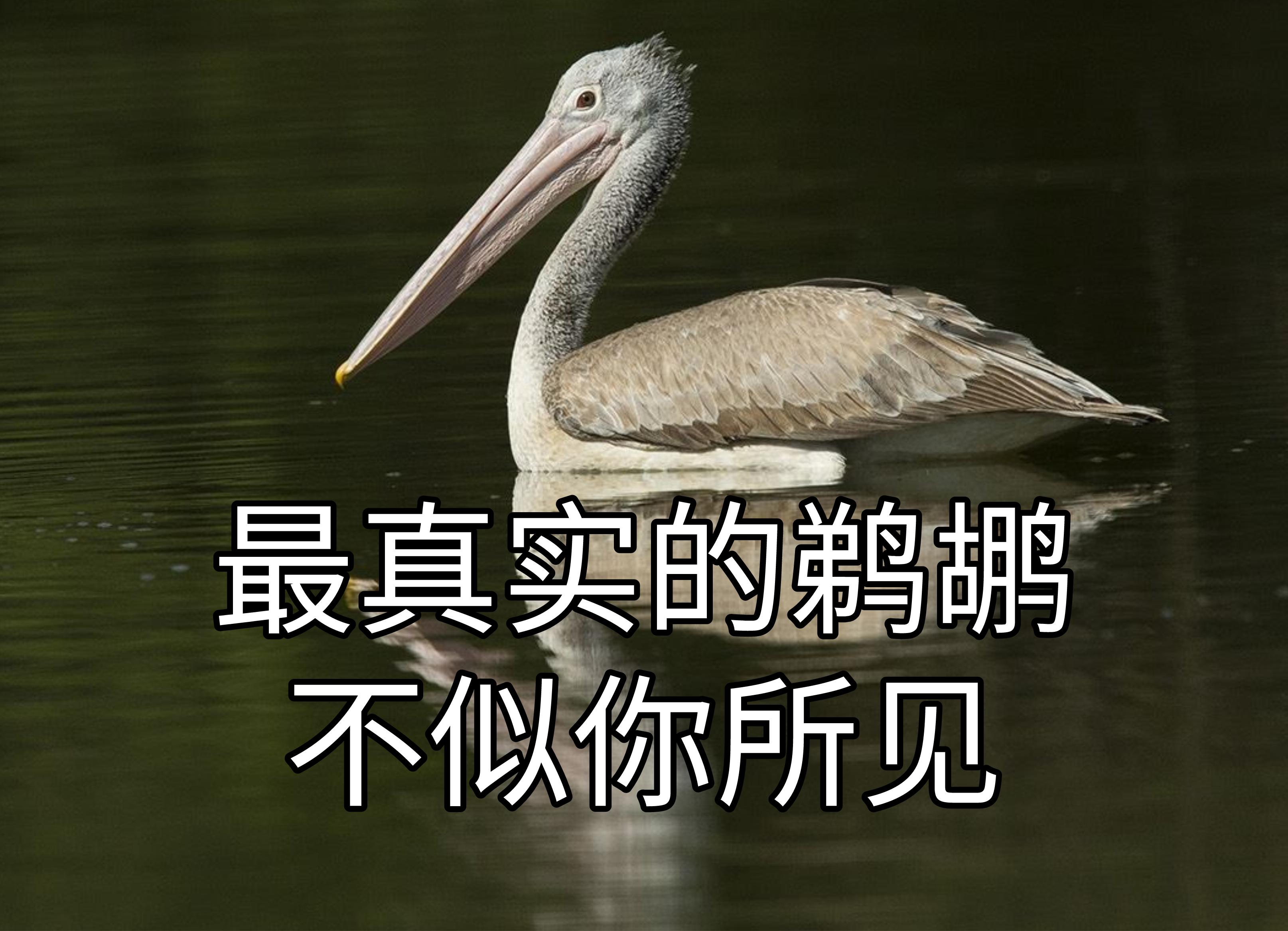 看起来威武霸气，其实比谁都嘴欠，带你了解鹈鹕的生活