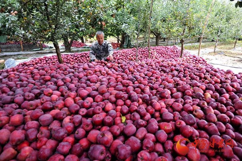 【I@甘肃#我有甘货#】“礼县苹果，礼尚往来”——省委书记为“礼县苹果”代言