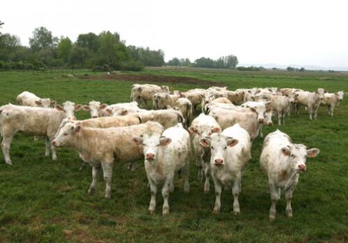 母牛饲养与疾病防治,母牛的特点和饲养管理技术