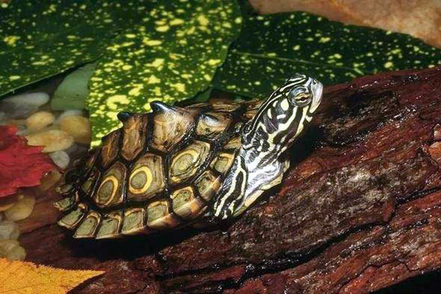 养龟不用植物怎样保持水质清洁,养龟的几种水质对龟的影响