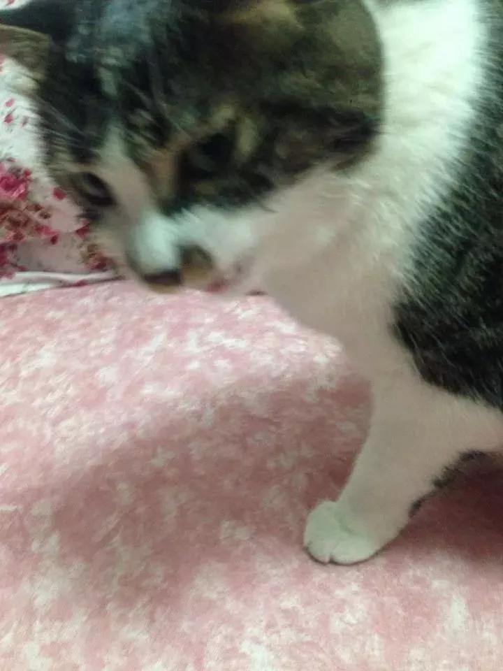 用舌头舔猫会怎样,舔猫头一口会有什么反应