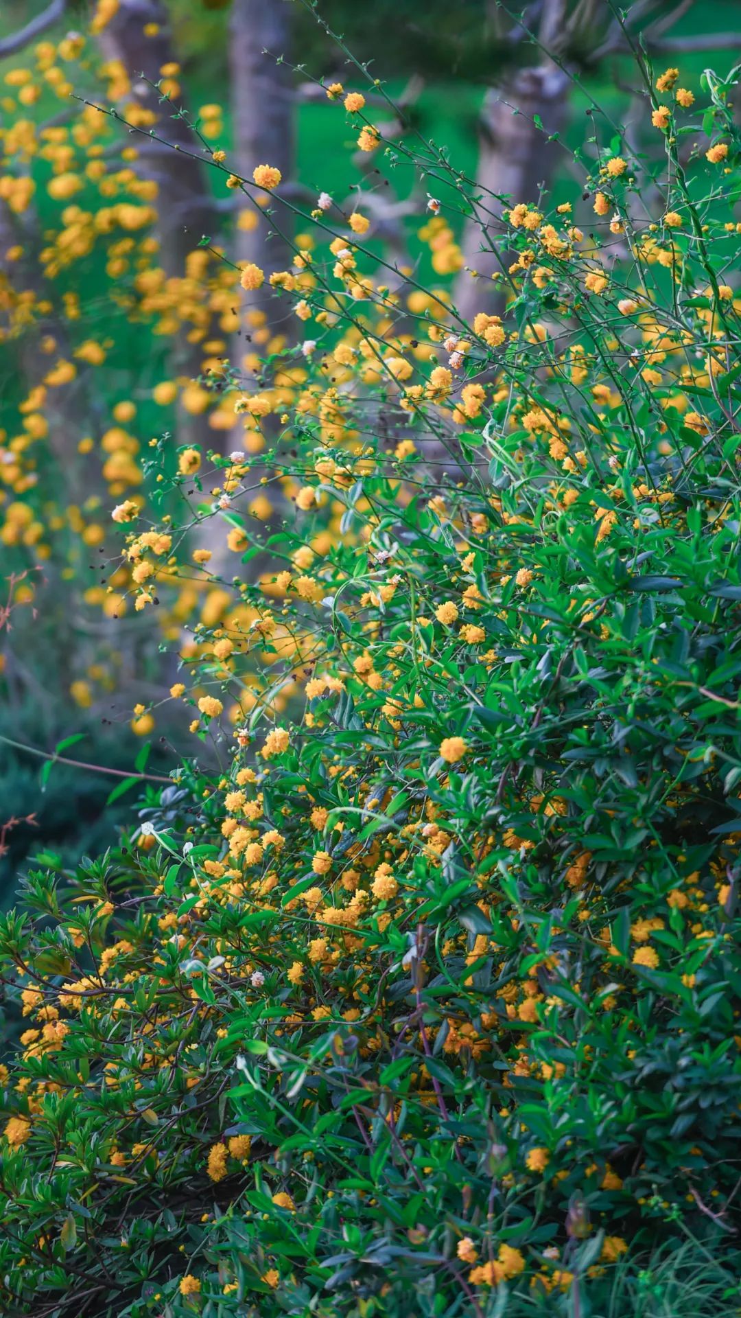 黄鹤楼细支神秘花园,黄鹤楼神秘花园