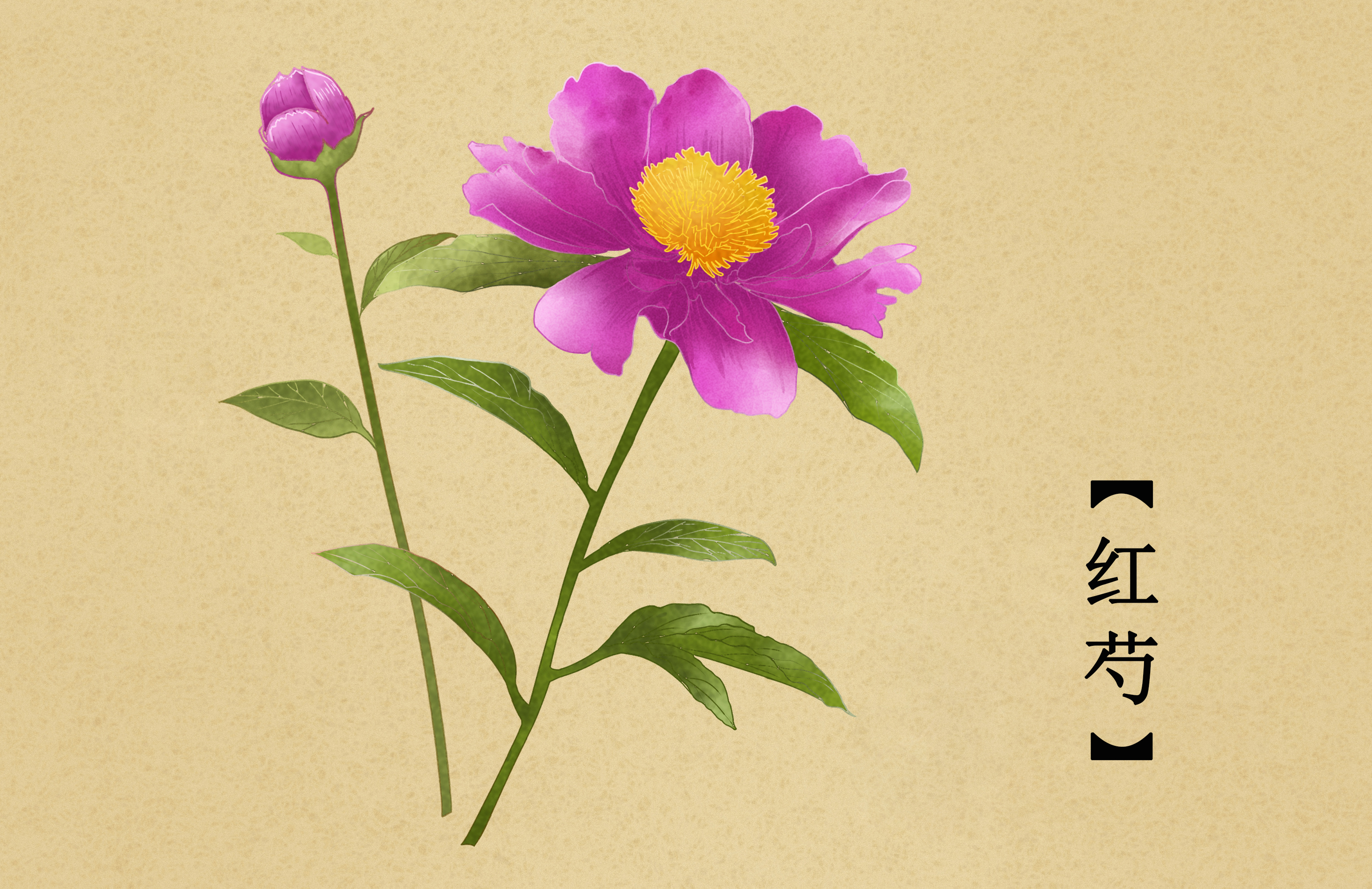 芍药分为白芍和赤芍,芍药清热凉血活血散淤