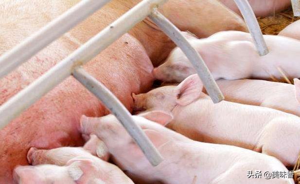 母猪掉毛严重怎么回事,母猪掉臀怎么治