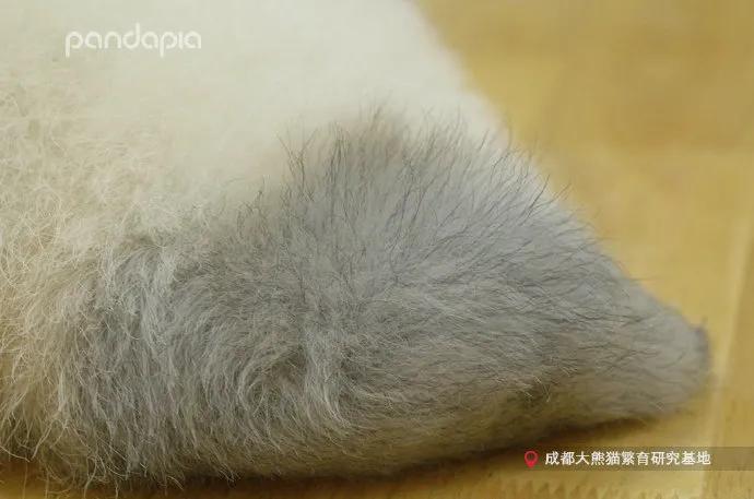 国宝带货直播,国宝直播带货