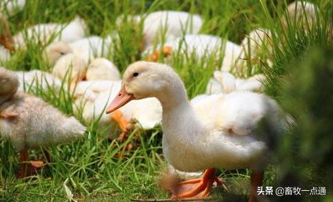鸭人工授精后的第一个受精蛋,鸭人工授精的方法