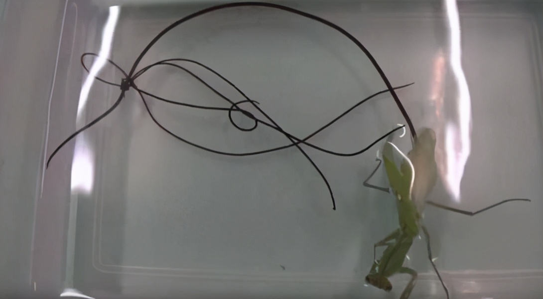 韩国铁线虫入侵电影完整版,韩国爆发铁线虫病是真的吗