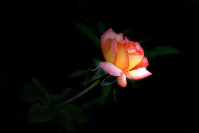 520情人节祝福送上真的太美了,最新的520情人节