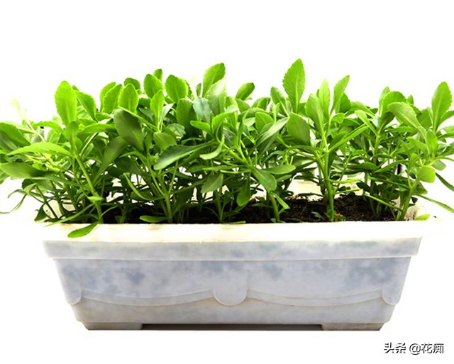 阳台种一年四季都可以吃的菜,10种阳台养什么菜好看