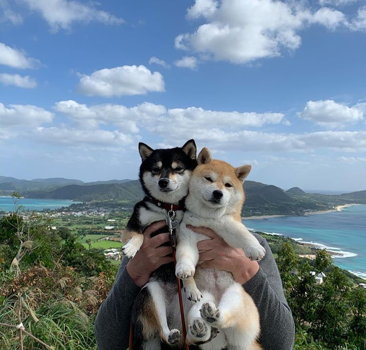 现在柴犬价格是多少实时,现在一只柴犬多少钱哪买最合适