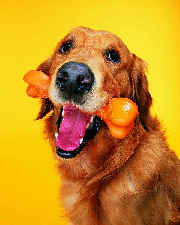 动物舌头的“功能”对于动物来说舌头而是一件“厉害的*器武**”