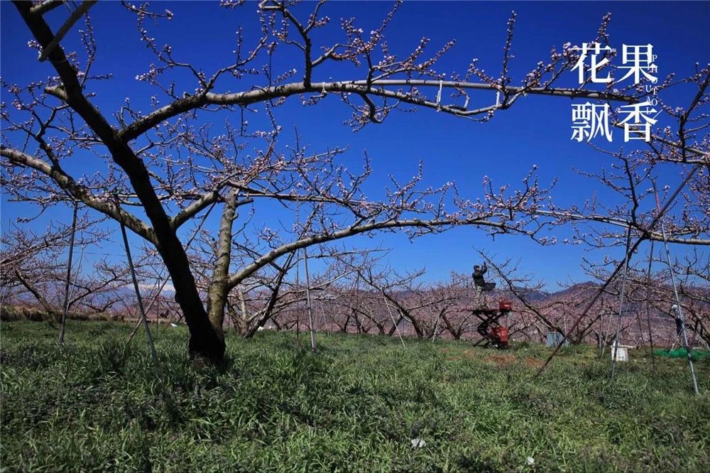 原来，日本果业是一个精致的、被JA溺宠的“老宅男”