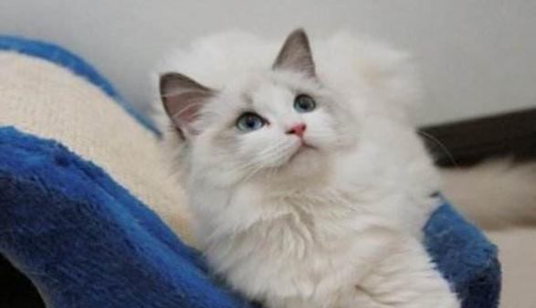 猫中的小仙女有哪些,猫中小仙女是什么